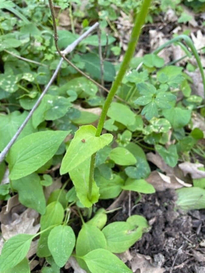 Plantain-leaf leopard's-bane 17