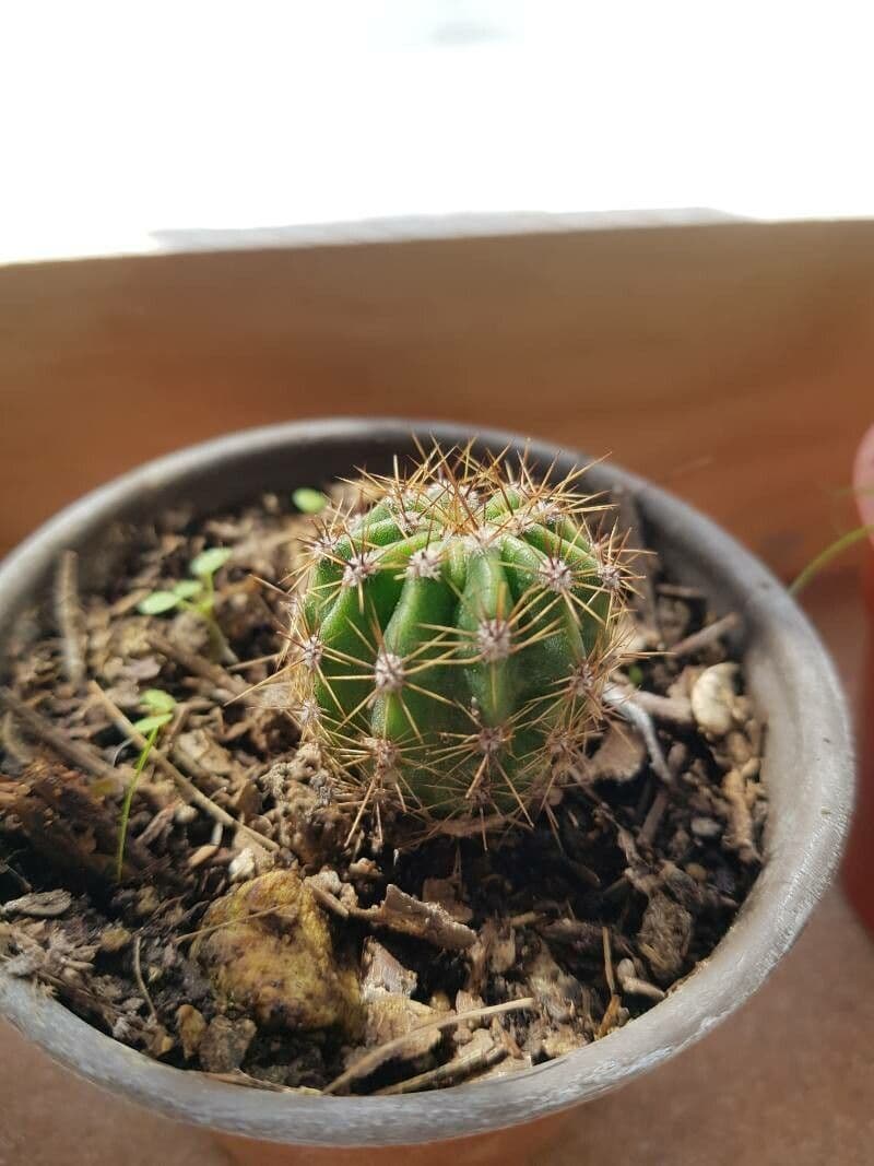 Echinocereus coccineus 12