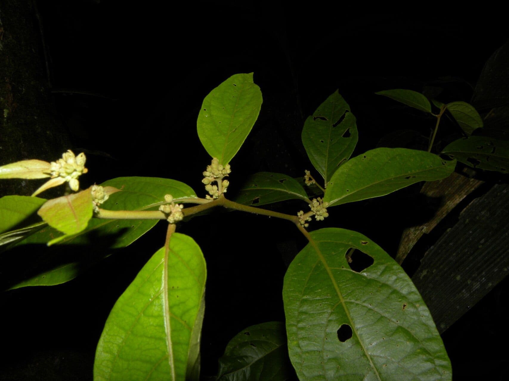 Lycianthes 6