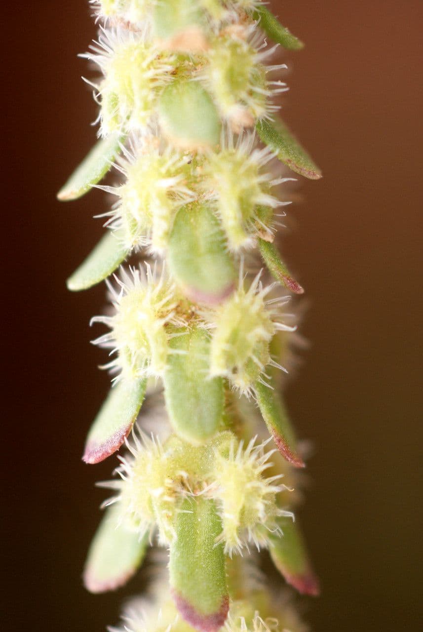 Valantia hispida 7