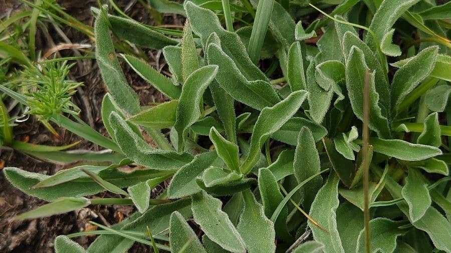 Alpen-Aster 14