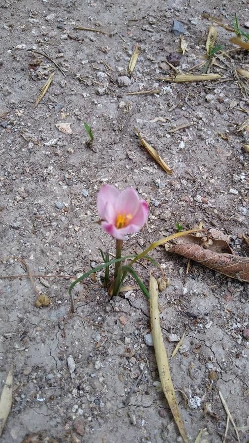 Zephyranthes 4