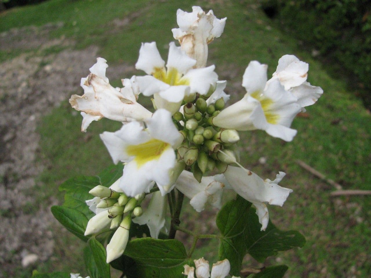 Lundia corimbosa 2