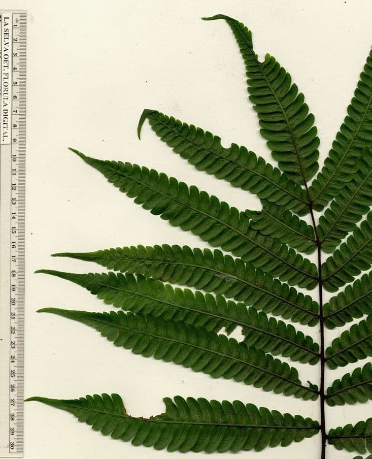 Thelypteris 9