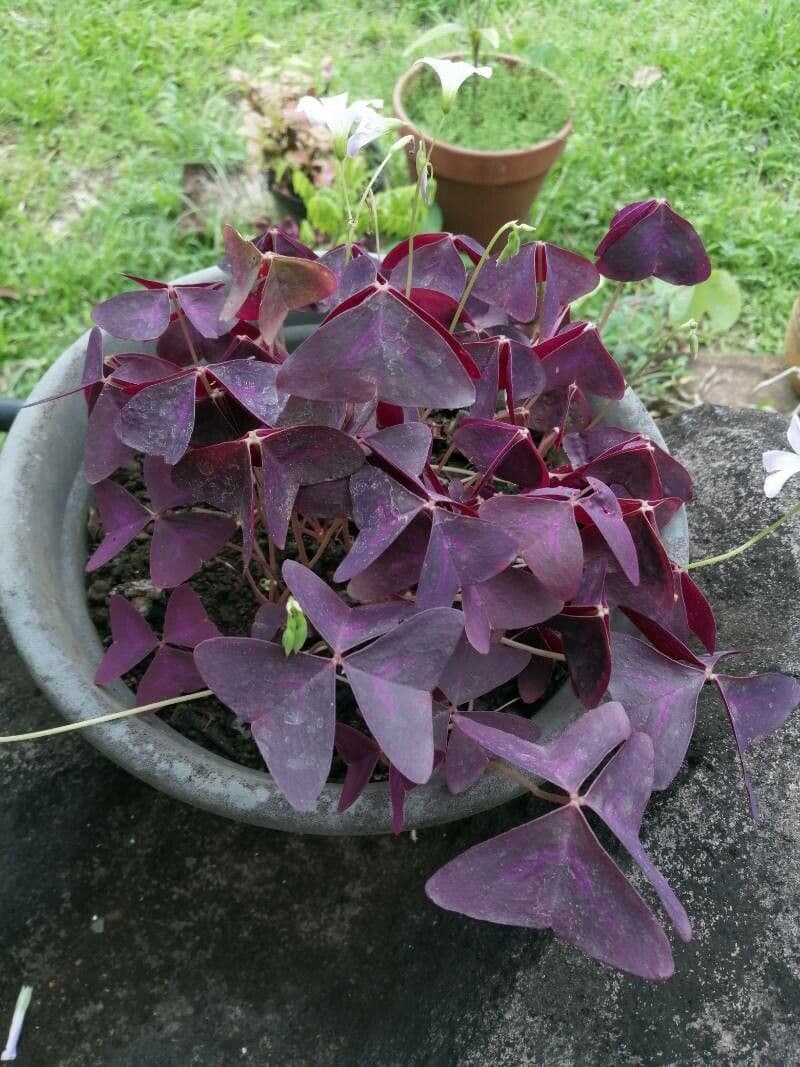 Alegría triangular 7