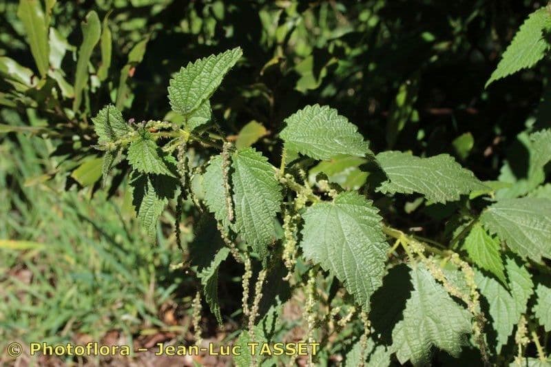 Ortica morifolia 6