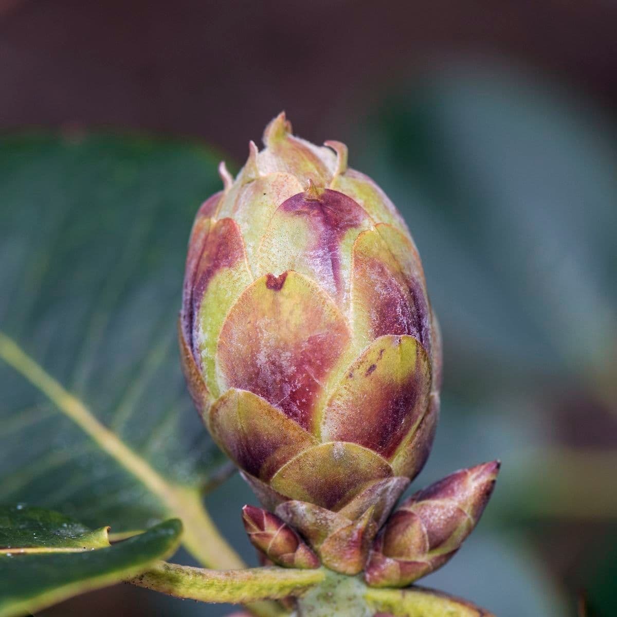 Rododendro 24