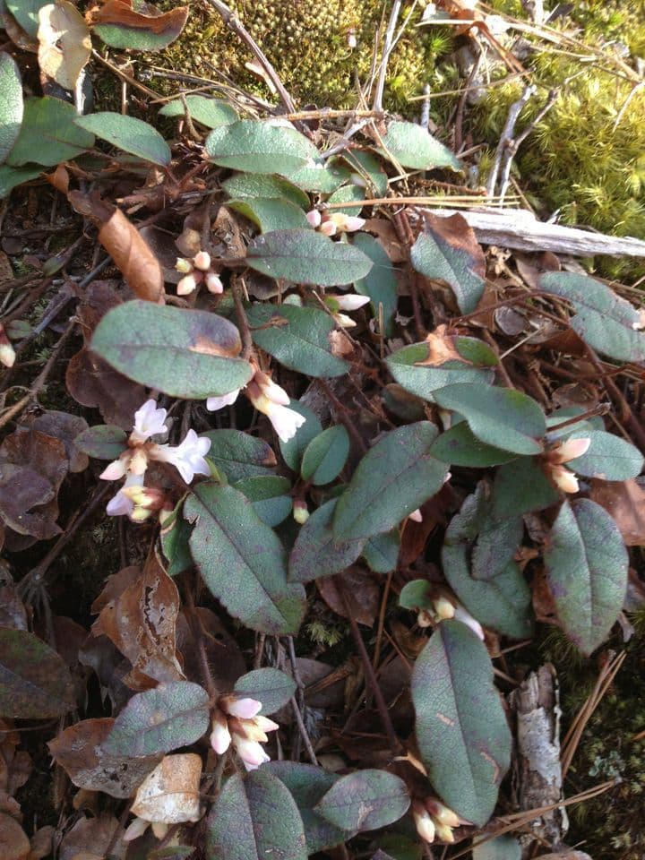 Epigaea repens 9