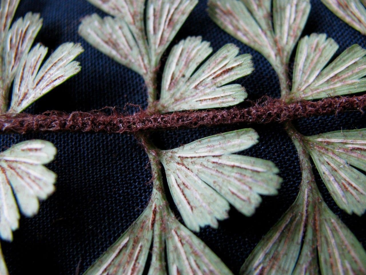 Asplenium praemorsum 4