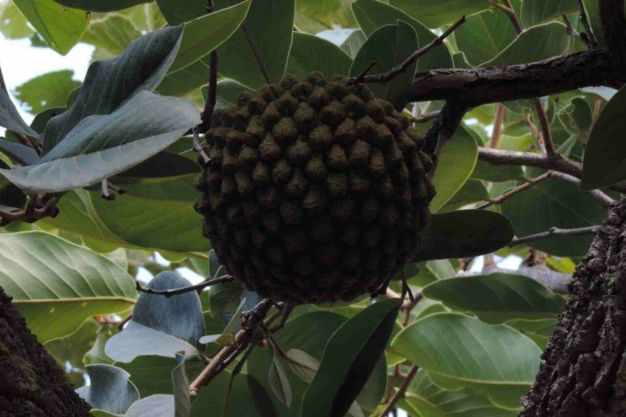 Annona crassiflora 3