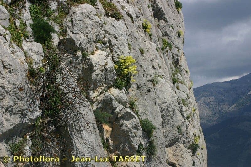Biscutella frutescens 4