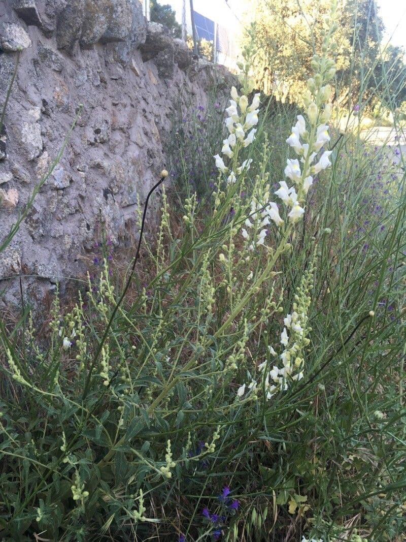 Gänsblume 9