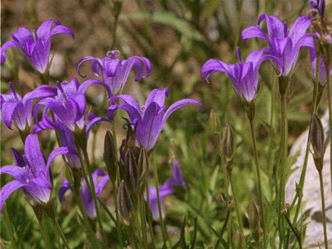 Campanula