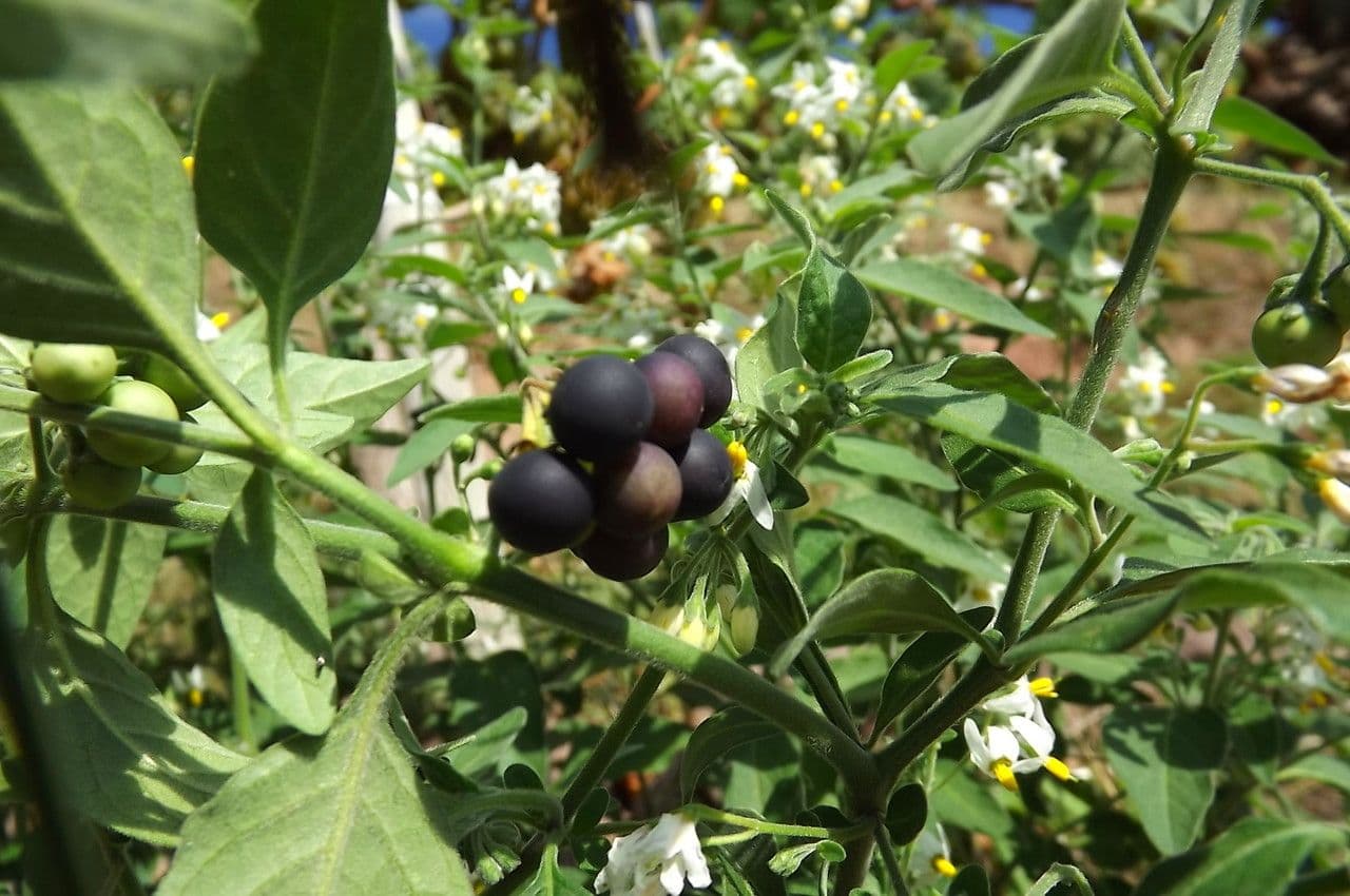 Solanum chenopodioides 3