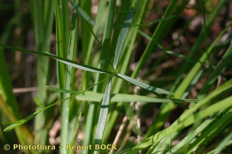 Asprella tintoria 13