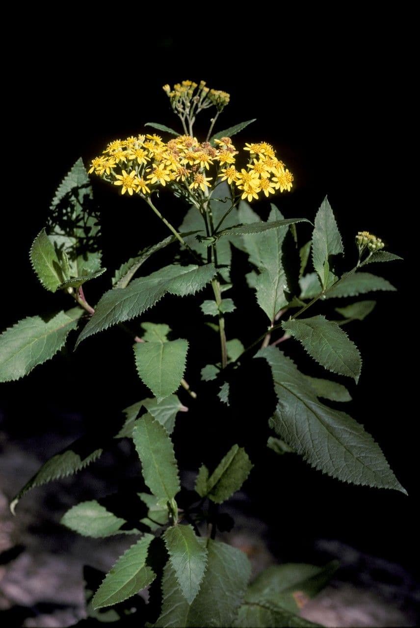 Senecio