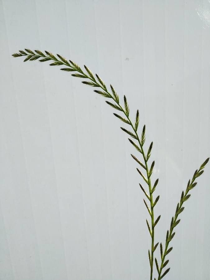 Jílek mnohokvětý 2