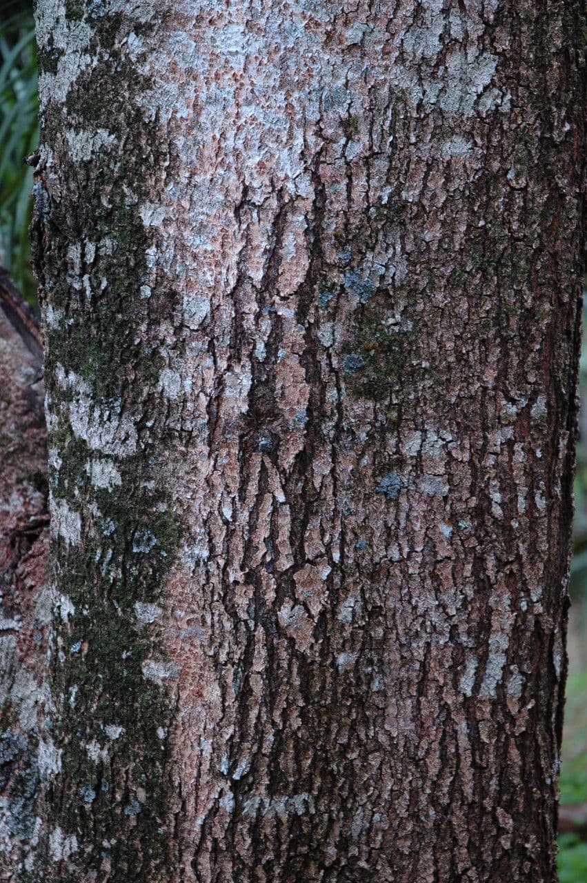Acacia Koaoha 14