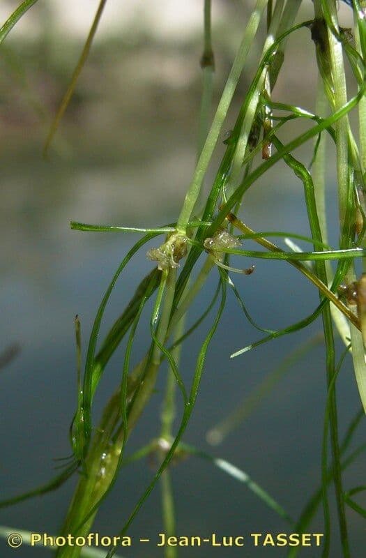 Zanichellia palustre 8