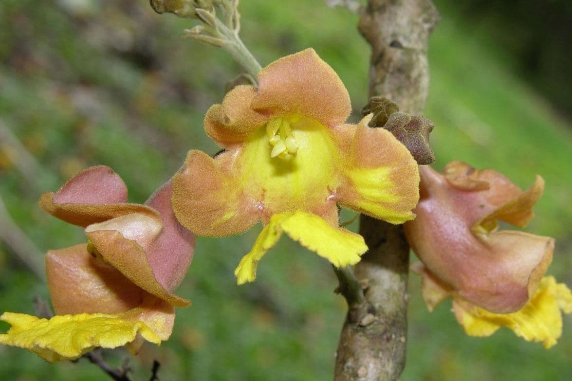 Gmelina arborea
