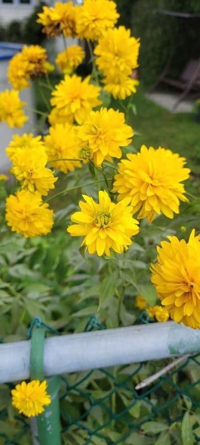 Coreopsis grandiflora 7