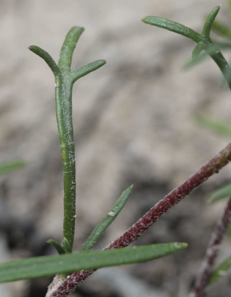 Ipomopsis trpasličia 5