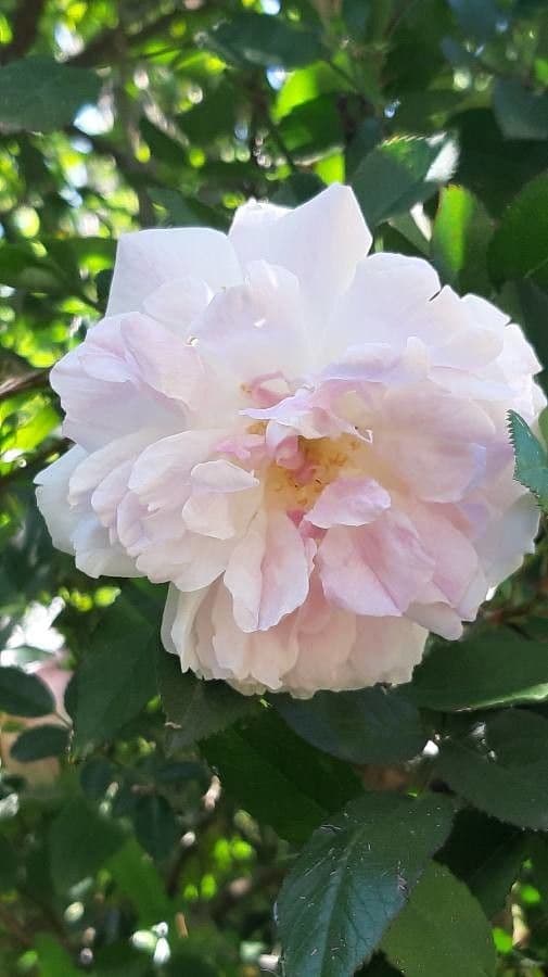 Rosa 8
