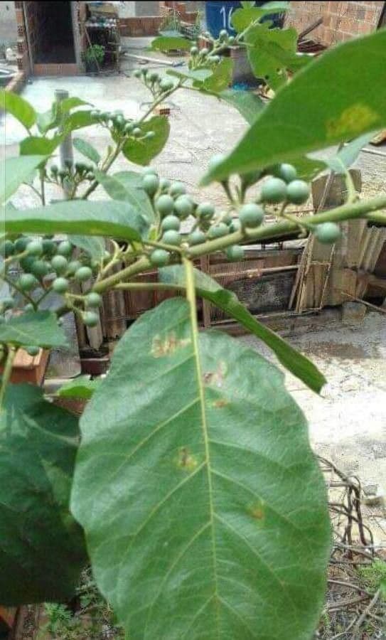 Solanum paniculatum 11