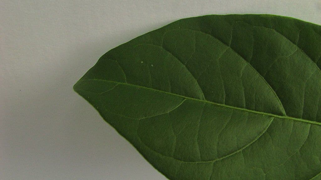 Solanum nudo 23