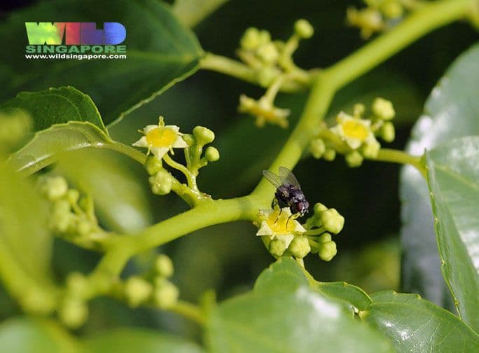 Colubrina 6