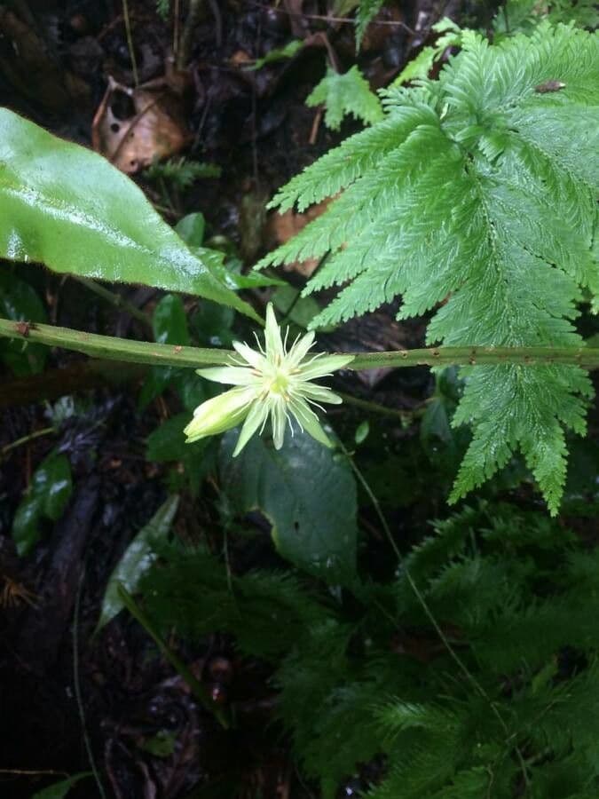 Passiflora capsulare 6
