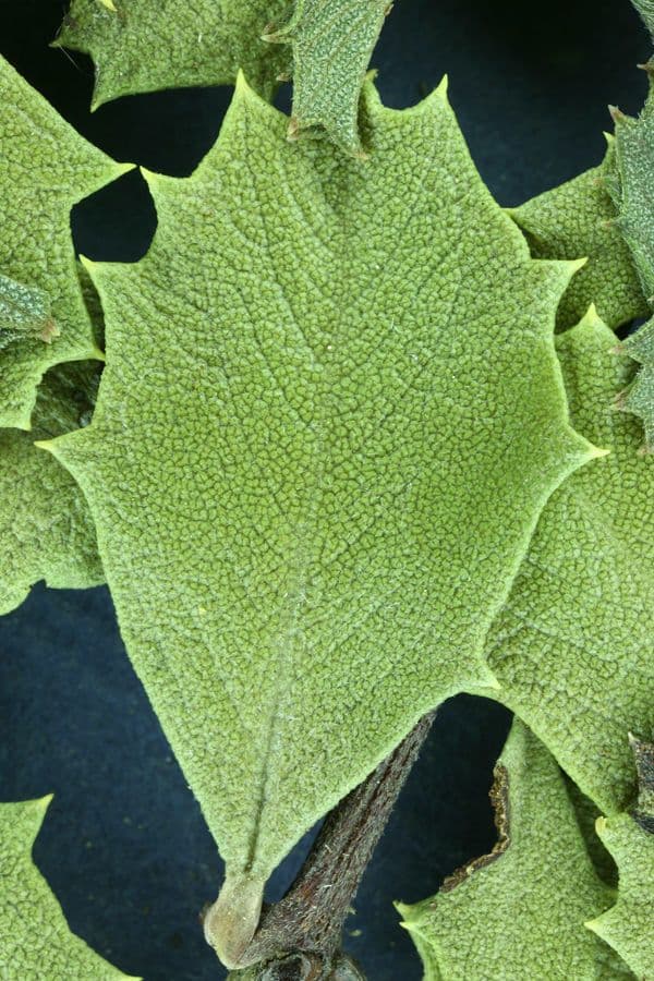 Ceanothus 18