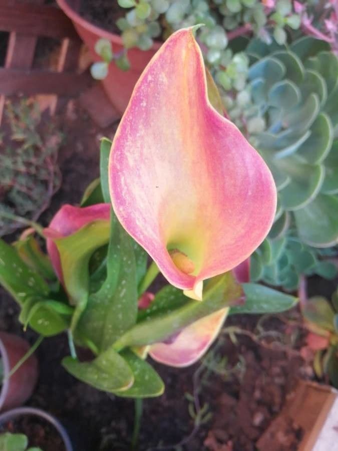Calla 24