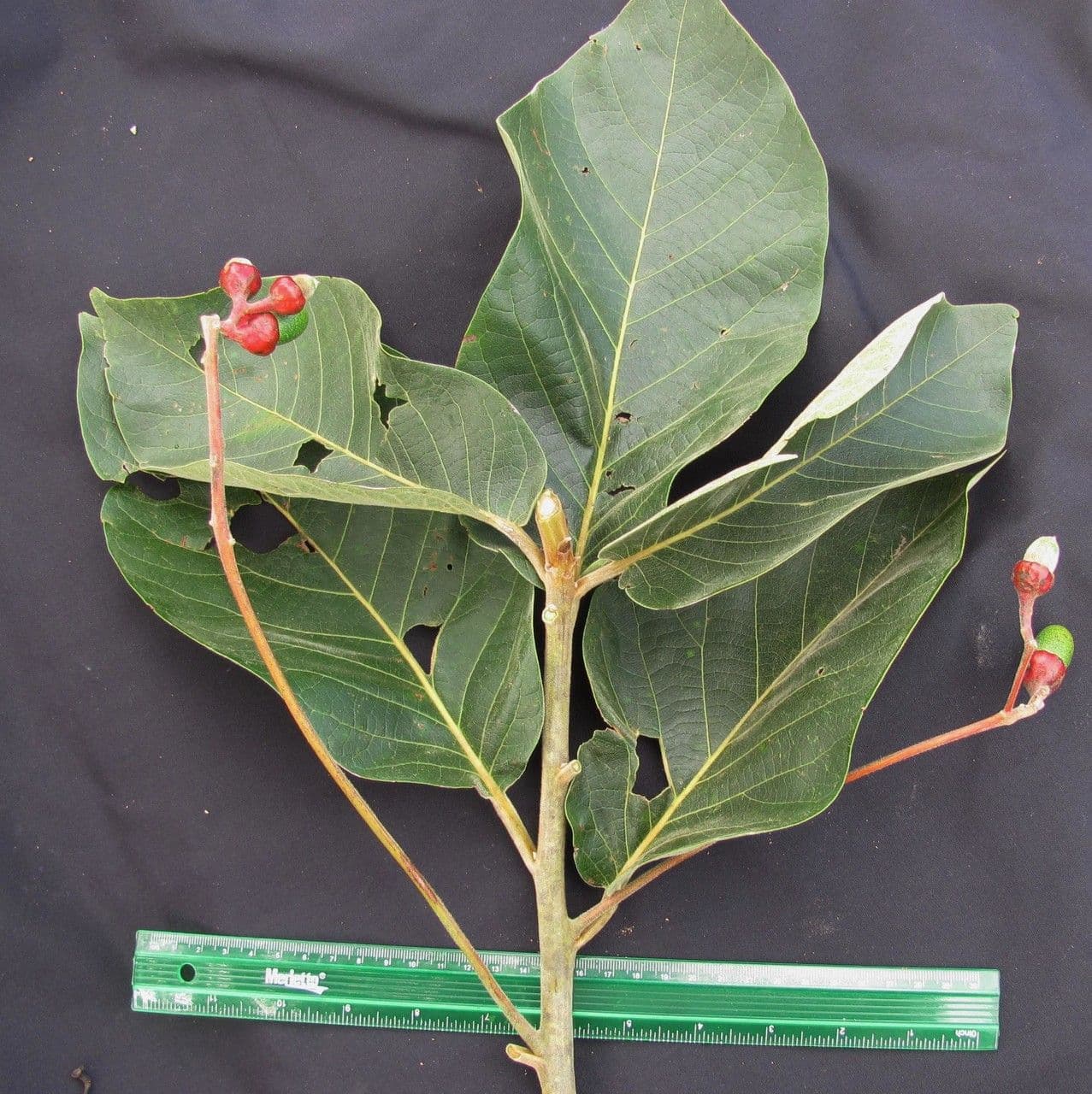 Ocotea 7