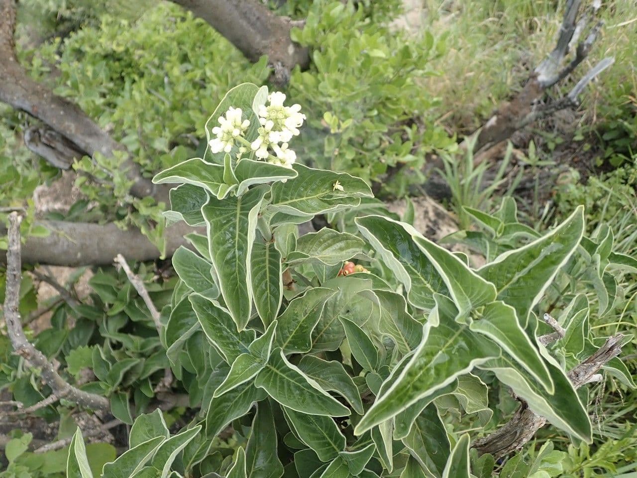 Psychotria 6