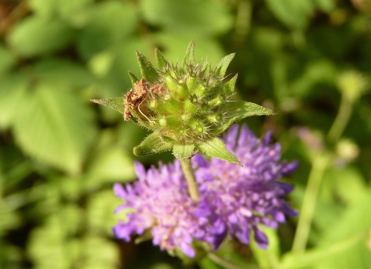 Ambretta silvatica