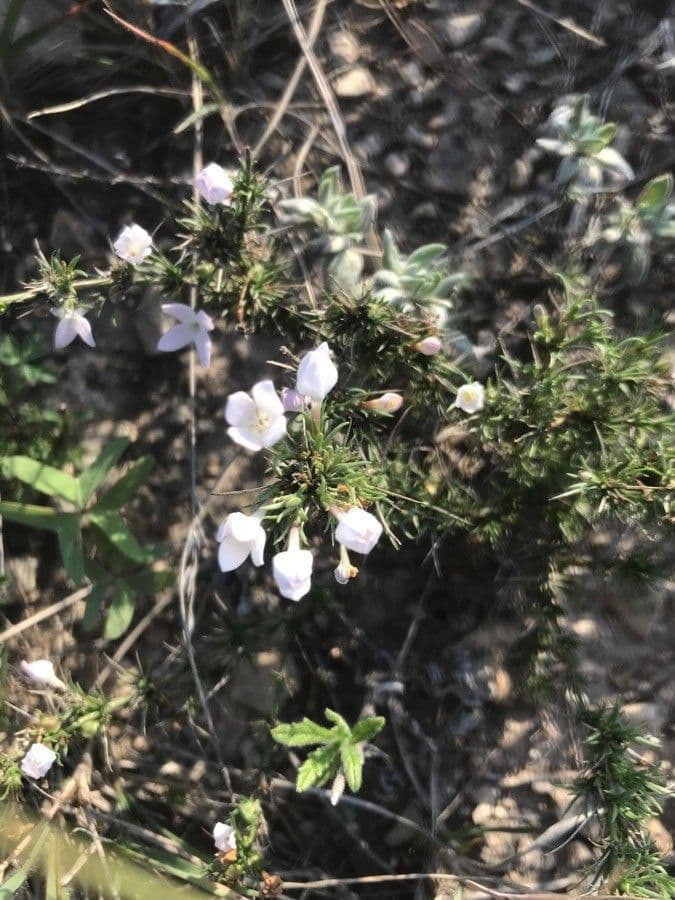 Stenaria nigricans 2