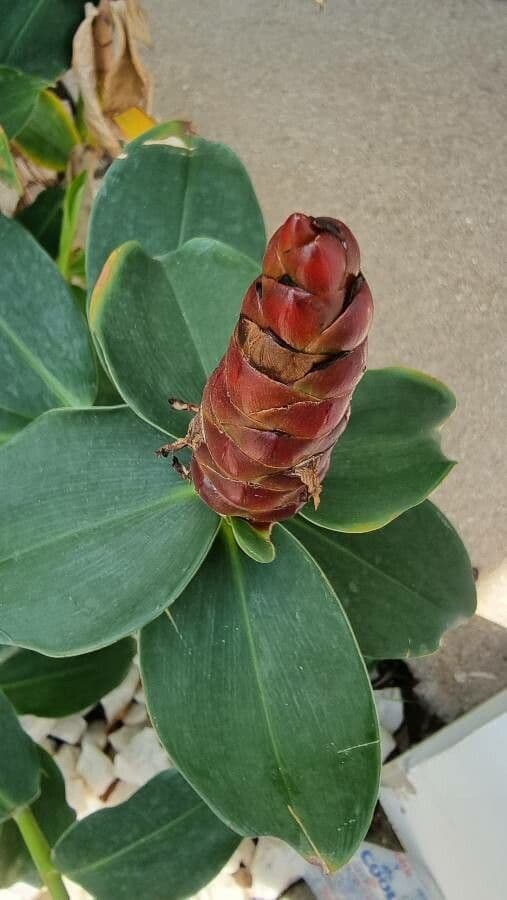Costus spiralé 2