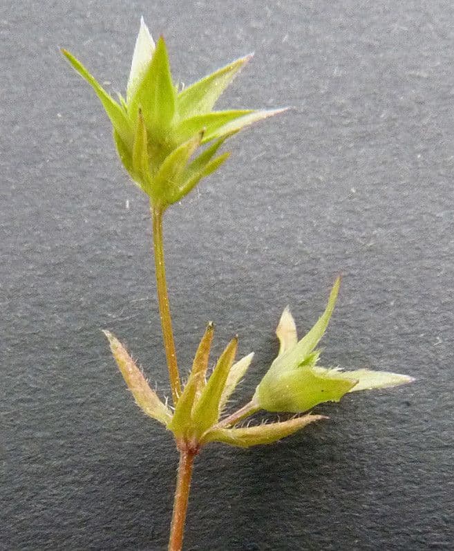 Bupleurum di Balden 23