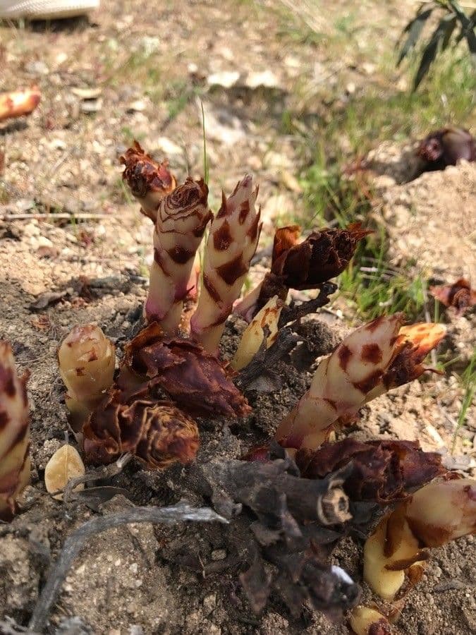 Orobanche a squame larghe 19