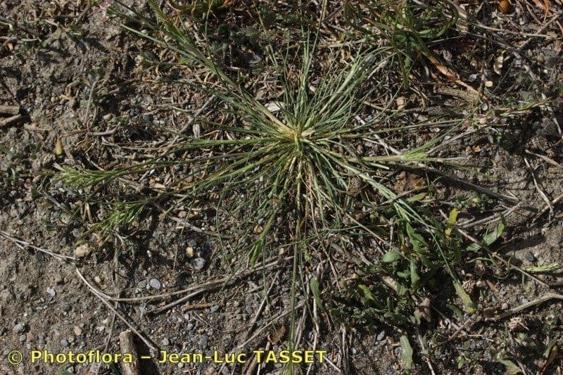 Arabian grass 4