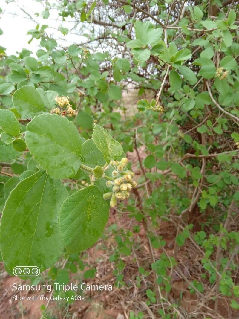 Cordia 9
