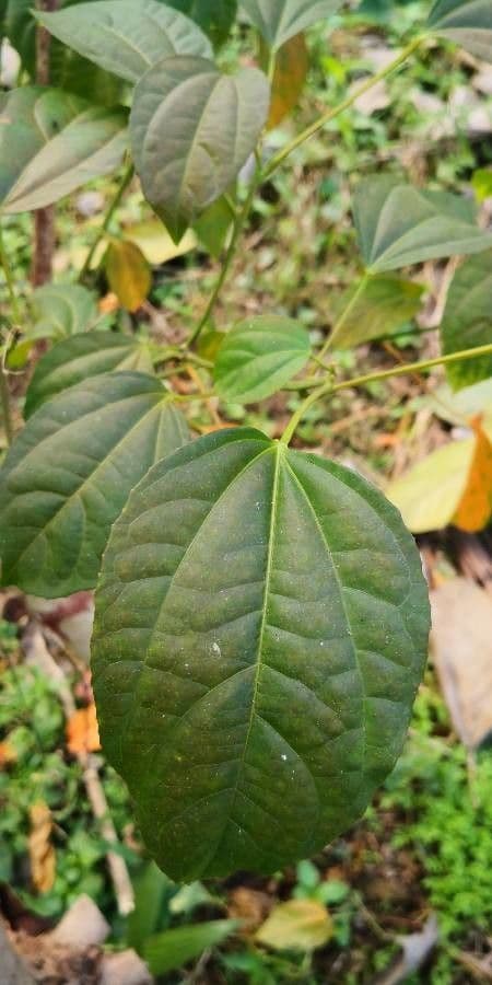 Jatropa 4