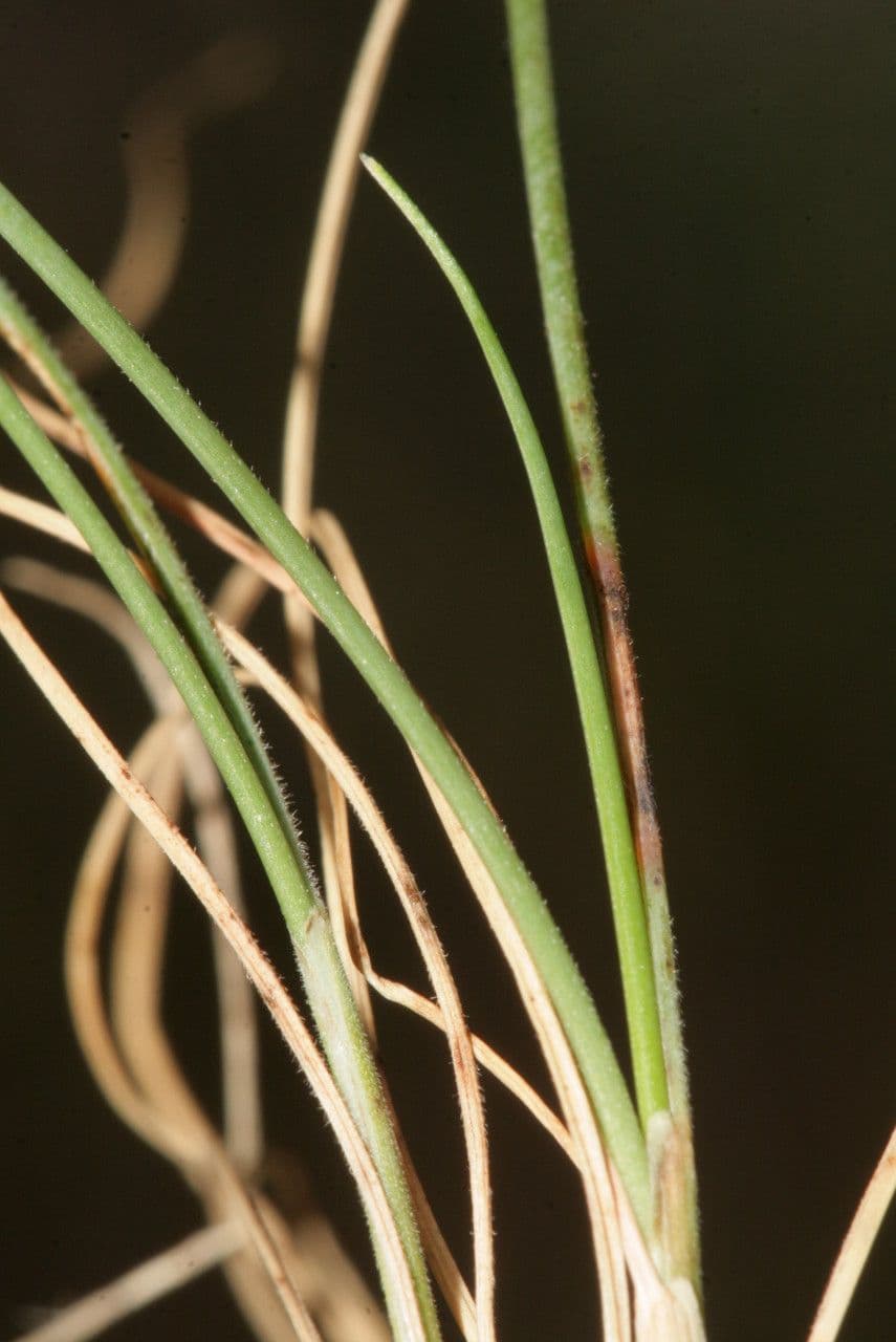 Festuca occitana 10