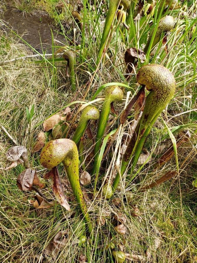 Darlingtonia californica 7