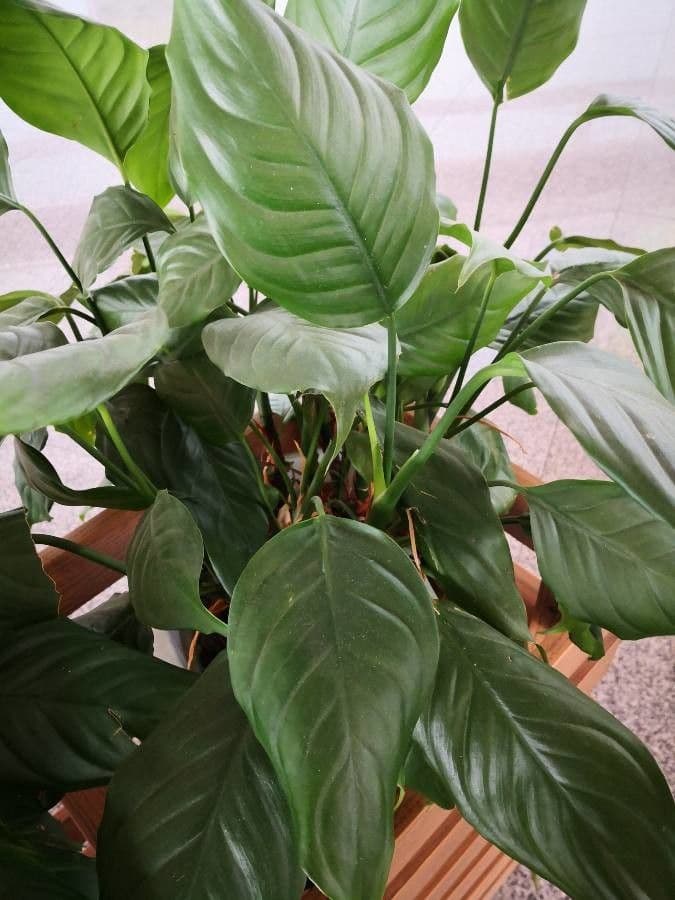 Aglaonema 9
