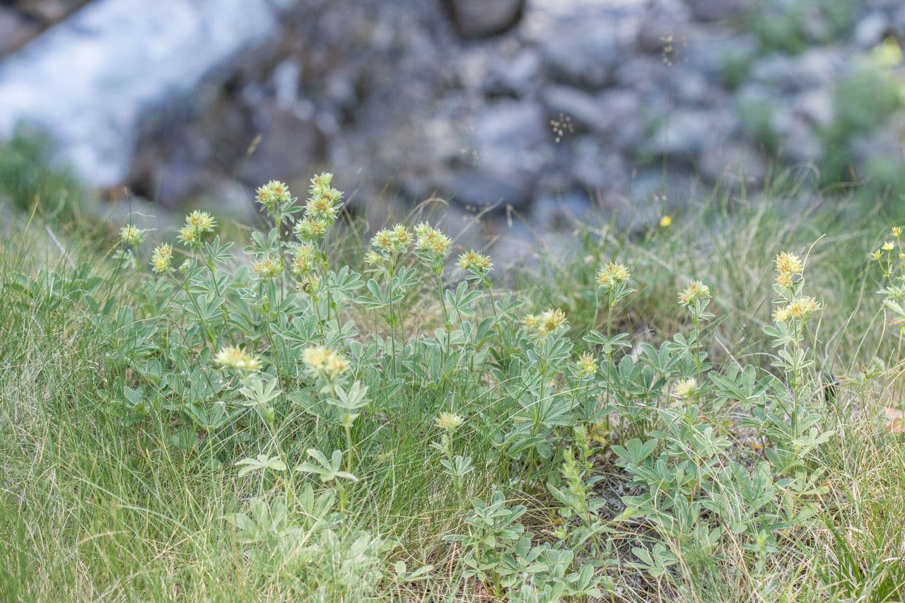 Potentilla valderiana 10