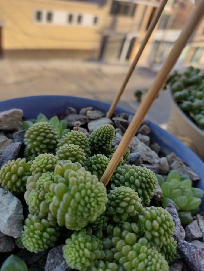Vielblättrige Monanthes 4