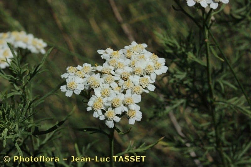 Chamomile-leaved Yarrow