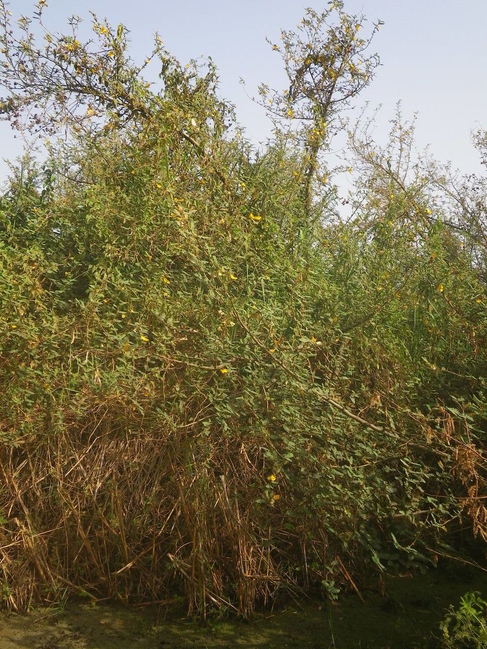Aeschynomene 7